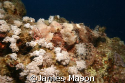 Smallscale Scorpionfish, Naama Bay by James Mason 